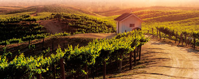 House-with-vineyards